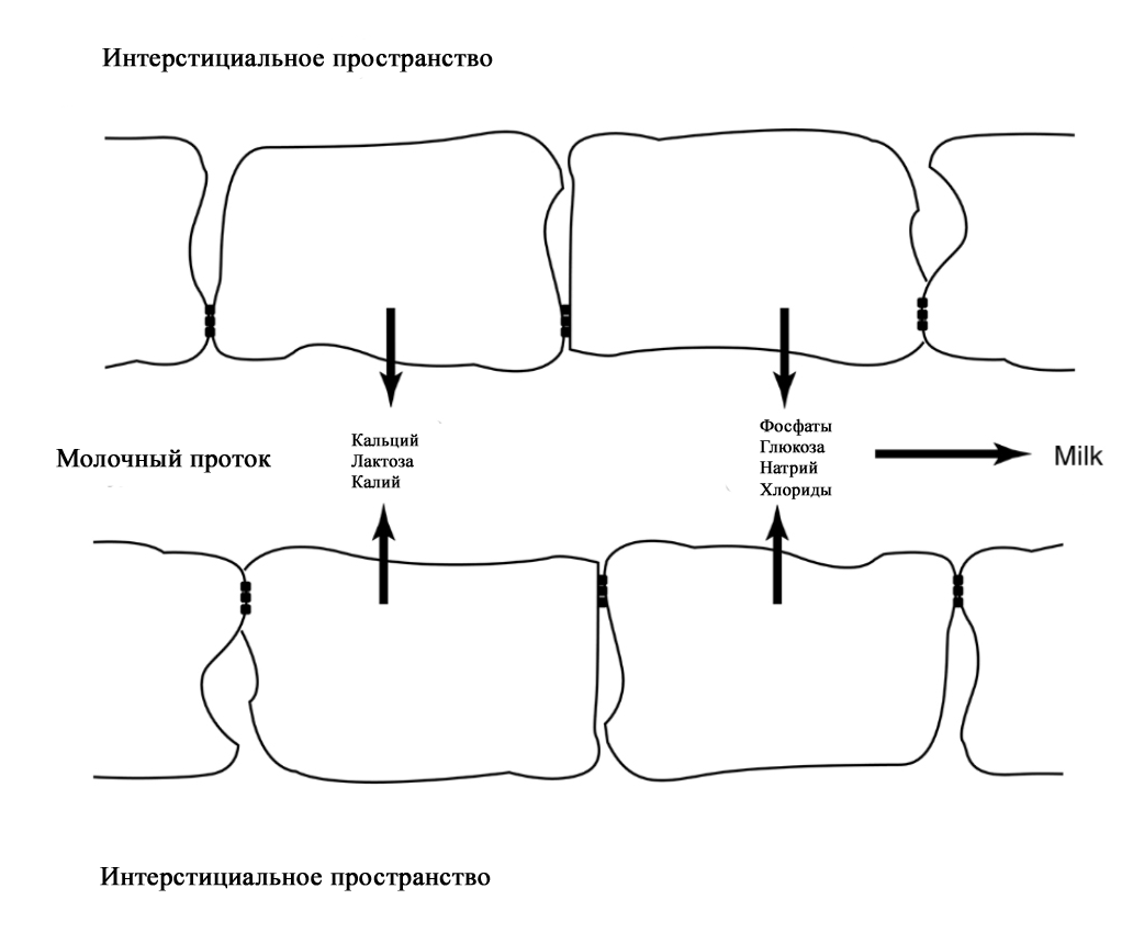 Грудное вскармливание. Анатомия. Физиология (обзор литературы). - Мысли  вслух, обзоры и пр. ... - Каталог статей - Сайт Яковлева Я.Я.